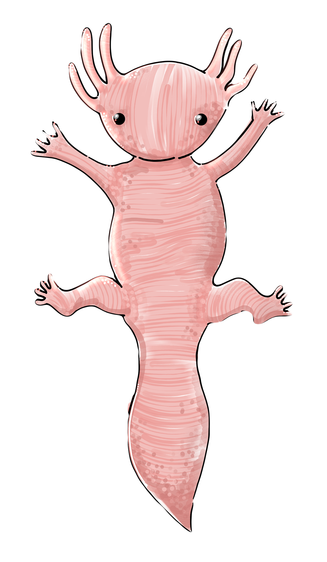 axolotl